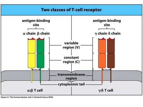 alpha beta t cells|Alpha Beta T Cell .